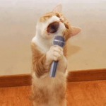 Cutie the cat
