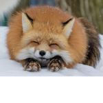Foxy_:3