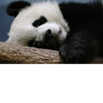 Panda's hotel (P.H)