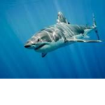 Great Shark Empire