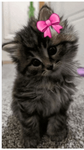 My kittykats