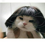 gata suga