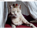 The cat king was here