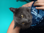 Max and Cat productions