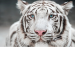 The Tiger Unit