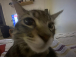b0ya