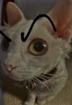 Corgi Axolotl