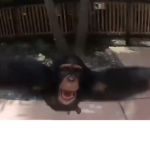 Monkey clothing shop