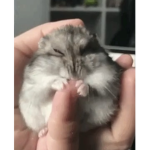 Hamster the best