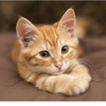 Kitten clothing store!