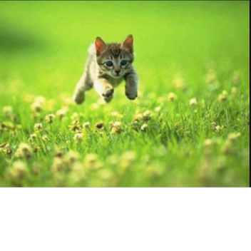 cat skys, a obby.