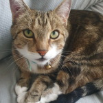 ~Lara's Kitty's~