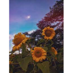 Sunflower Outlet!