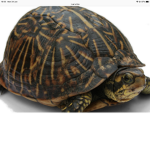 I like adore turtles so so so so much