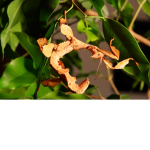 spiny leaf insects are epic