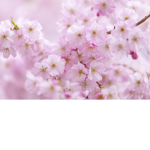 The rose blossoms