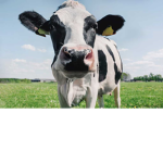 Cows OLNY
