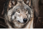 DJ's Wolf Pack