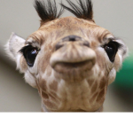 Giraffe ppl