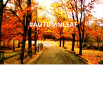 AutumnLeaf's Fan Group