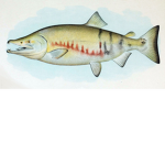 Chum Salmon