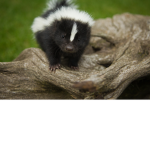 the true skunks united