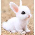 cupake bunny squad