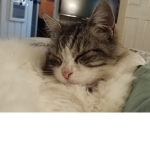 CATS all robux