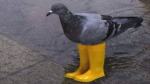 NobbyIbacony