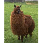 Fluffy Llama Studios