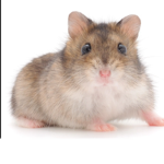 hampster fan club (epic)