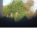 Team Trees.ie
