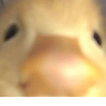 DuckyCam's Official group
