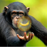 Land of Da Monke