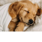 Puppy and Dog Hangout