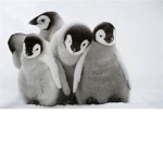 Penguin Life <3