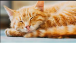 •Katzen-Gruppe•
