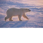 PoLaR BeArS UniTE!!
