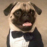 PUGS IN TUXEDOS!!!!!!!!