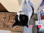 Cat castel