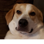dog blox