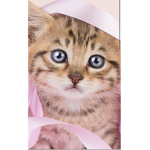 Cute Baby anamales