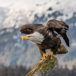 The Wild West Eagles