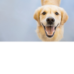 Love Animals Club