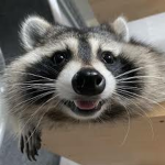 racoon supermacy alt