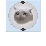Sad Cat Nation