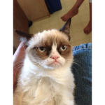grumpy, cat fans