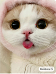 CuteCatsAlexa