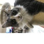 Join this group if you love my cat, Miko