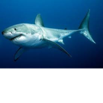 #OfficialSharkGang